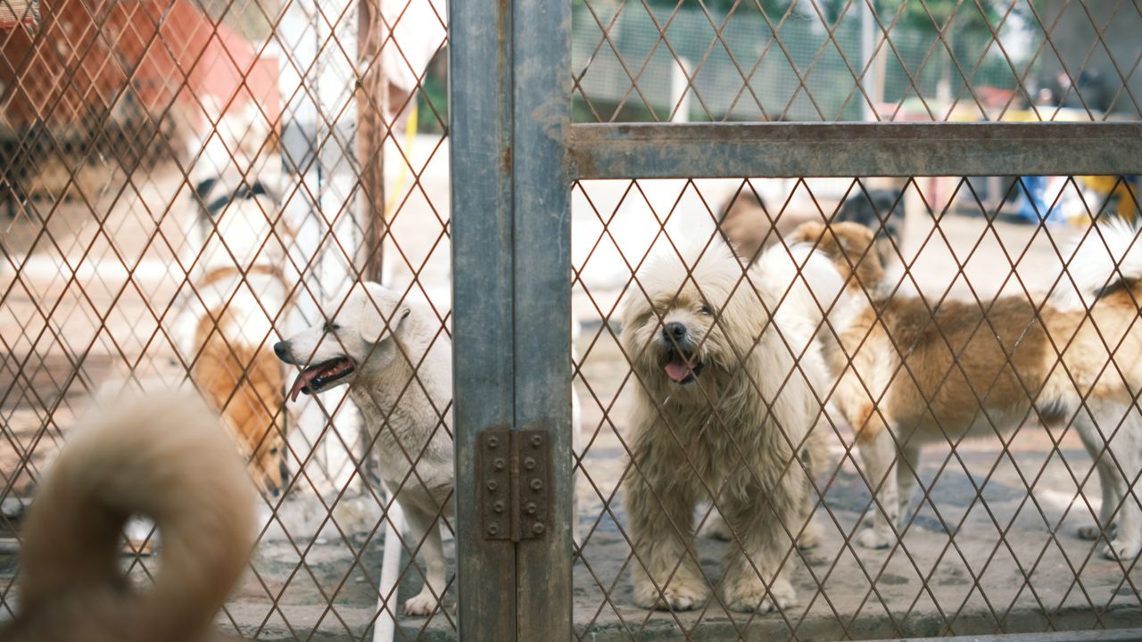 Tierquälerei melden: An wen du dich wendest und was du dokumentieren solltest